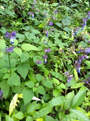 Salvia compsostachys