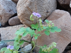 Phacelia scariosa
