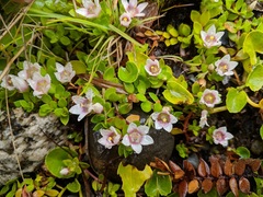Lysimachia buxifolia