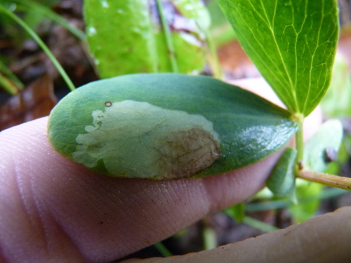 Liriomyza lathyri