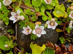 Lysimachia buxifolia