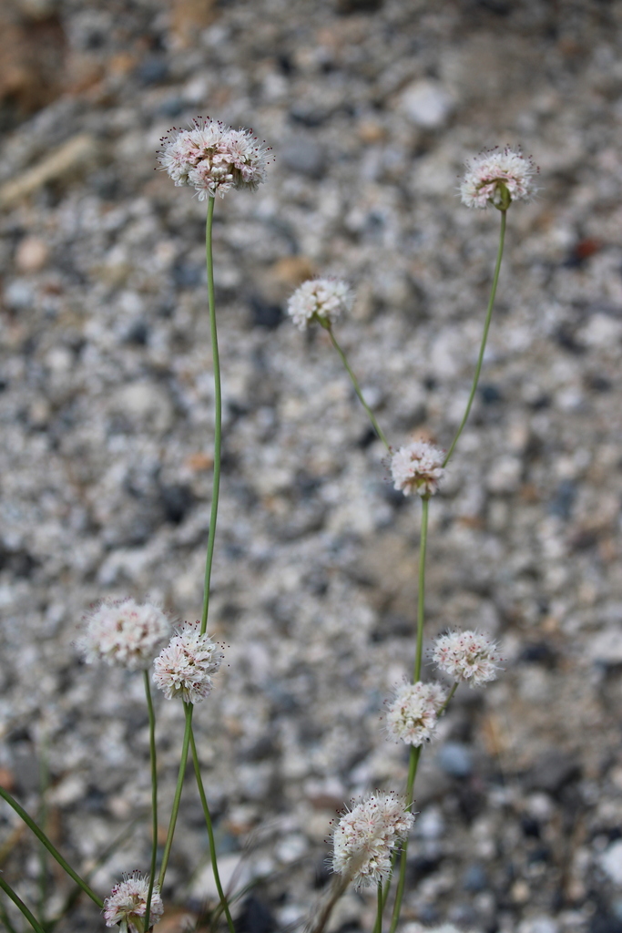 Naked Buckwheat From Yosemite On August At Am By Jandsluckenbill Yosemite On The