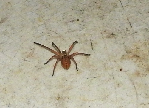 Curicaberis culiacan