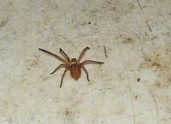 Curicaberis culiacan