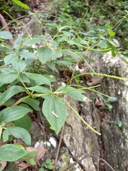 Peperomia liebmannii