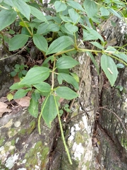 Peperomia liebmannii