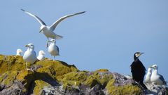 Phalacrocorax carbo image