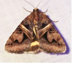 Drasteria grandirena