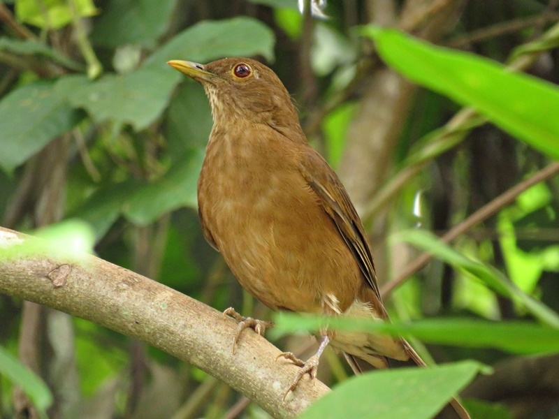 Varzea Thrush