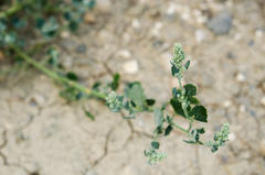 Chenopodium vulvaria