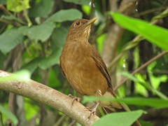 Turdus sanchezorum
