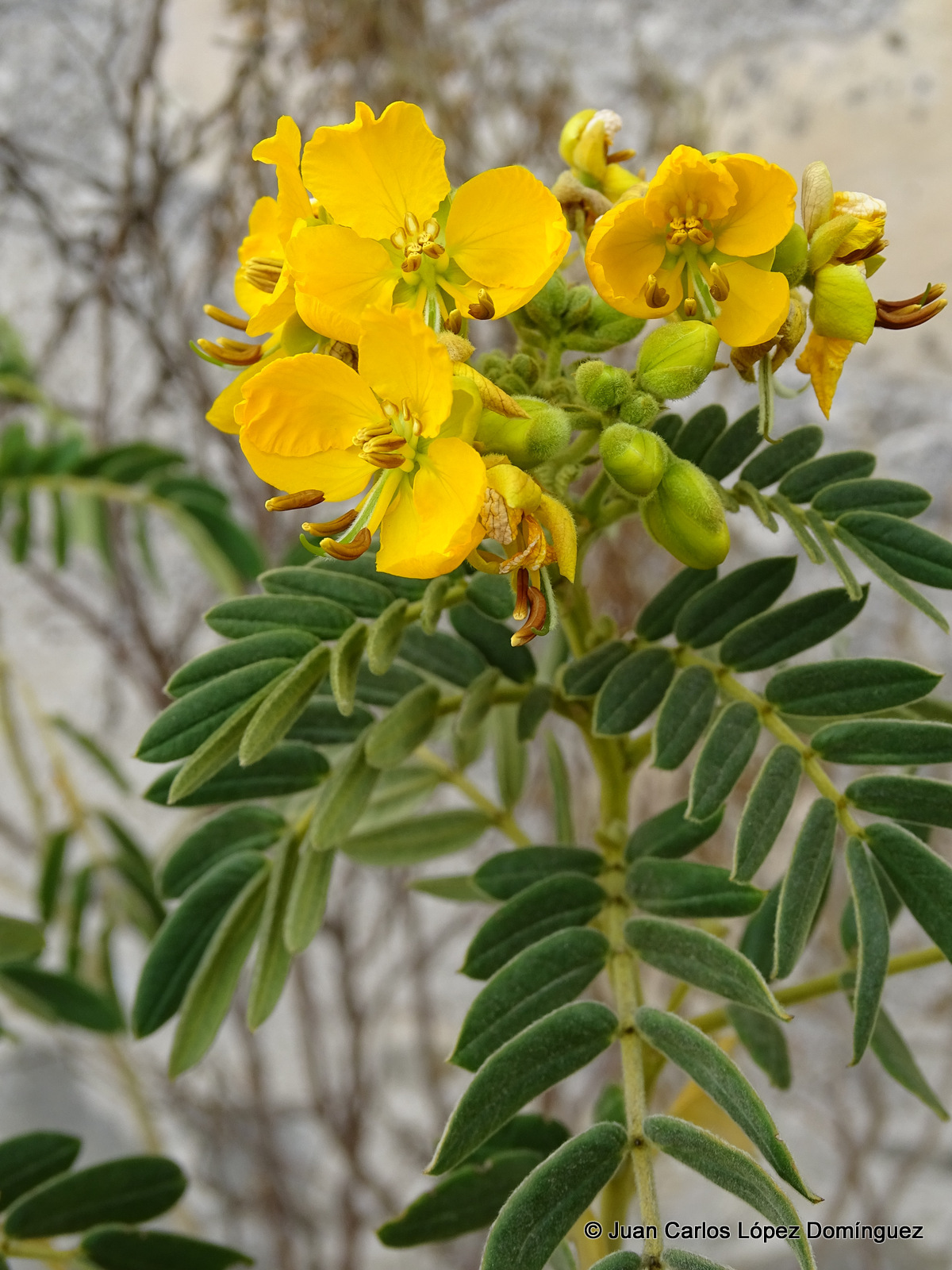 Senna multiglandulosa