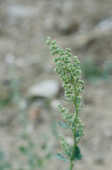 Chenopodium opulifolium