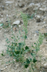 Chenopodium opulifolium