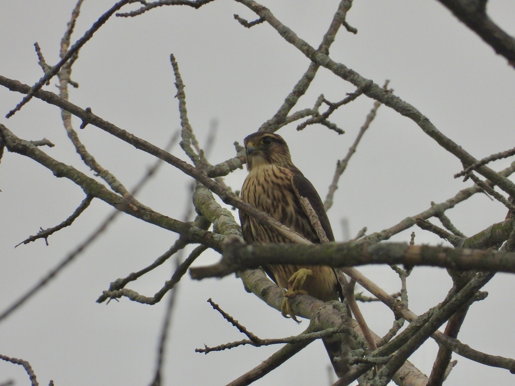 Merlin from Canton Street Rd, Baldwinsville, NY, US on August 3, 2023