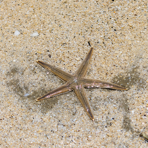 Gray Sea Star photographed in Texas