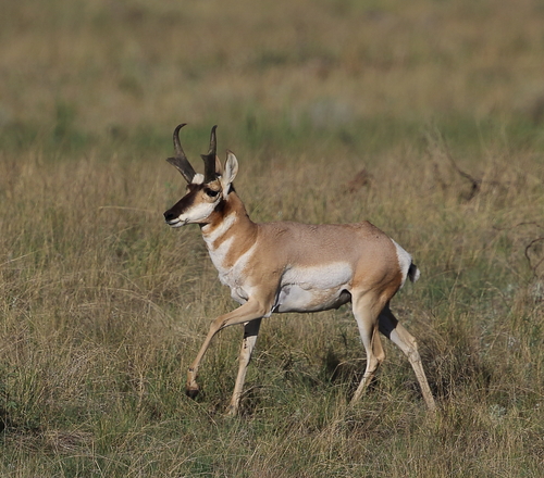 Pronghorn photographed in Arizona