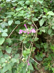 Scutellaria seleriana