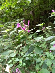 Scutellaria seleriana