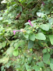 Scutellaria seleriana