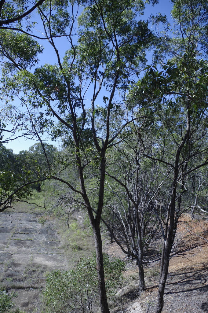 Tree From Am gum trees from Maryborough QLD 4650, Australia on August 13, 2023 at 10 ...