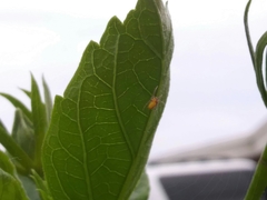 Araneidae