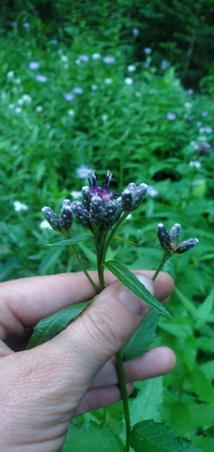 Image of American Saw-Wort by (c) Kate, some rights reserved (CC BY)
