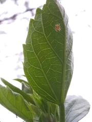 Araneidae