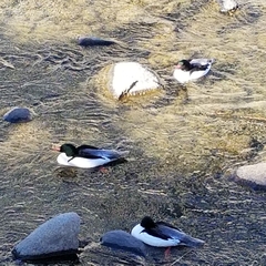 Mergus merganser