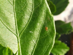 Araneidae