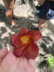 Hibiscus tiliaceus image