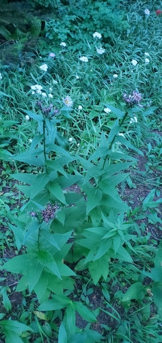 Image of American Saw-Wort by (c) Kate, some rights reserved (CC BY)