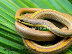 Symphimus leucostomus