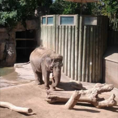 Elephantidae