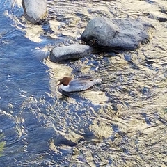 Mergus merganser
