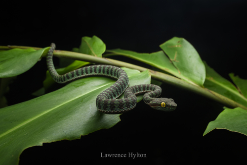 Phuket Pit Viper