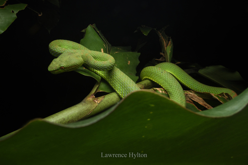 Phuket Pit Viper