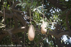 Kigelia africana africana
