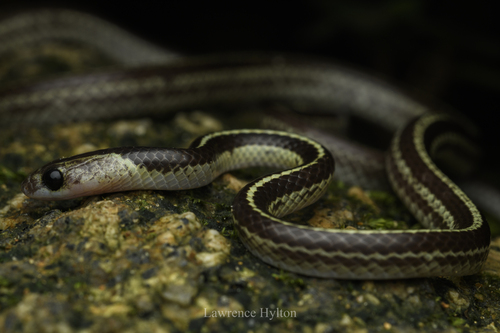 Malayan Bridal Snake