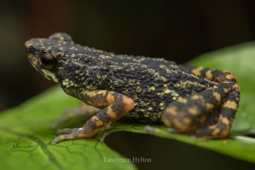 Phuket Horned Tree Agamid, Ansonia phuketensis