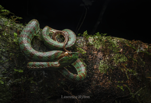 Phuket Pit Viper — seen at this dive site