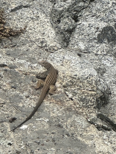 iNaturalist observation photo of Western Whiptail