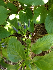 Lobelia physaloides