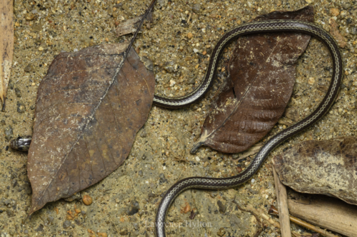 Malayan Bridal Snake