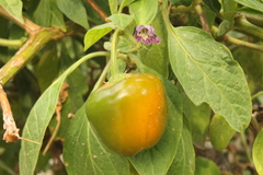 Capsicum pubescens