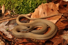 Queen Snake photo 3