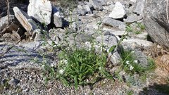 Cryptantha barbigera fergusoniae