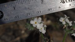 Cryptantha barbigera fergusoniae