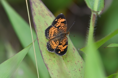 Pearl Crescent photographed in Pennsylvania