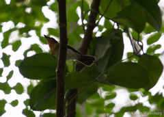 Myiagra albiventris